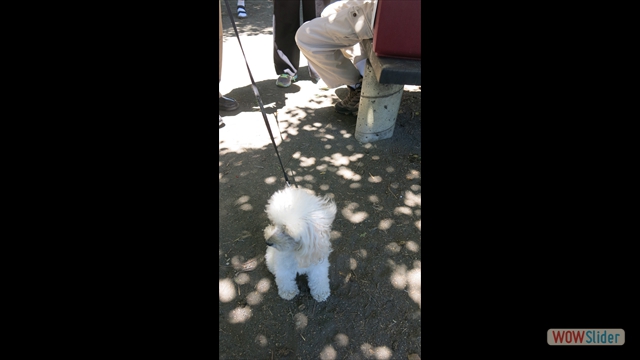 Everyone showed up including their dog - Missy, Mel Waldman's dog